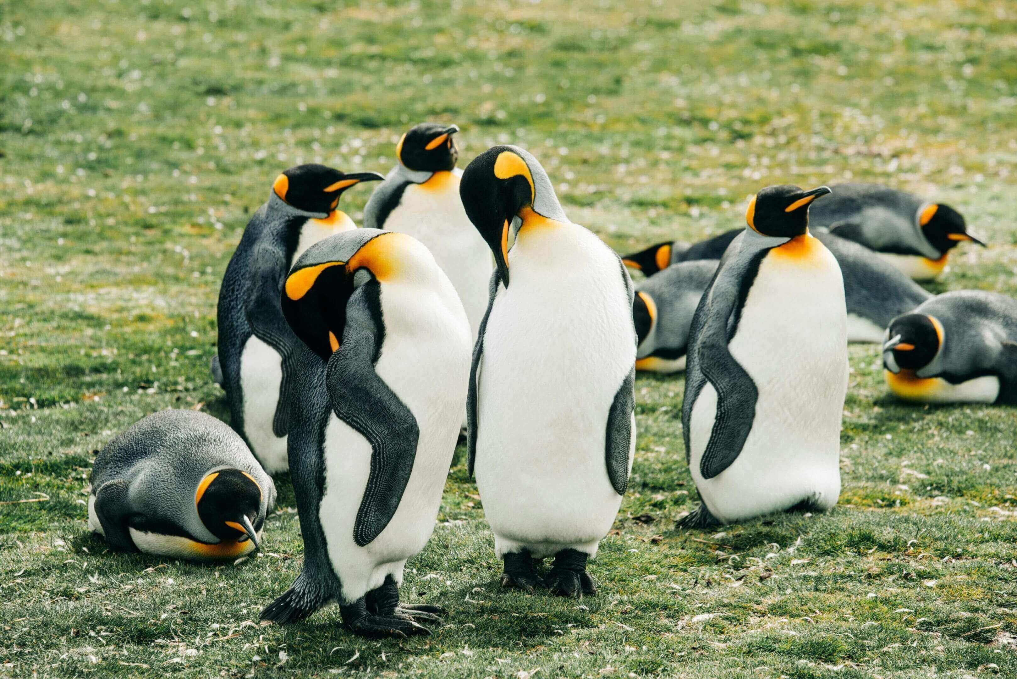 King penguins resting on grass.