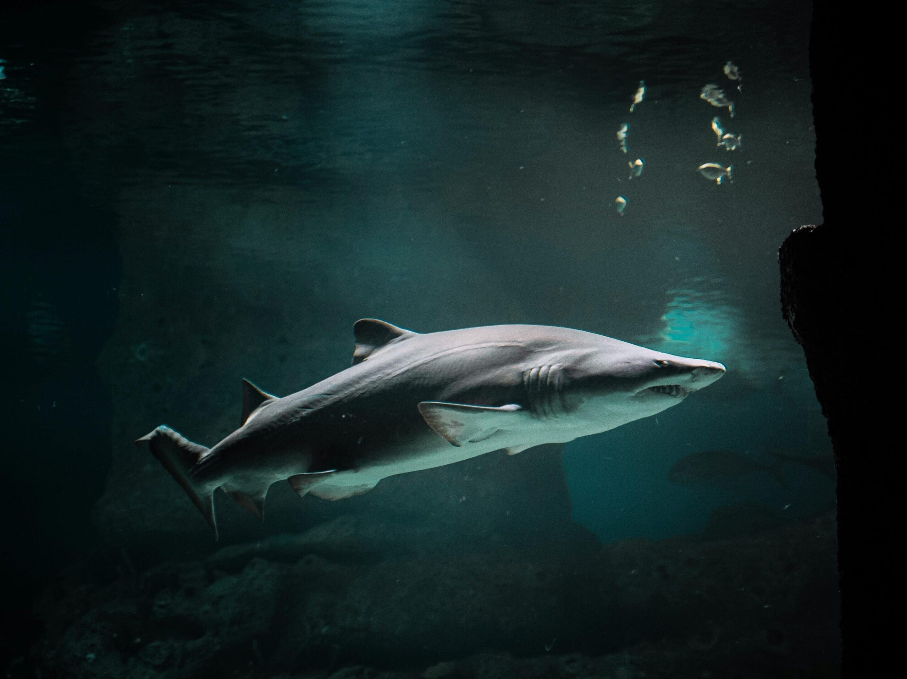 A shark swimming in the water with bubbles floating around it.