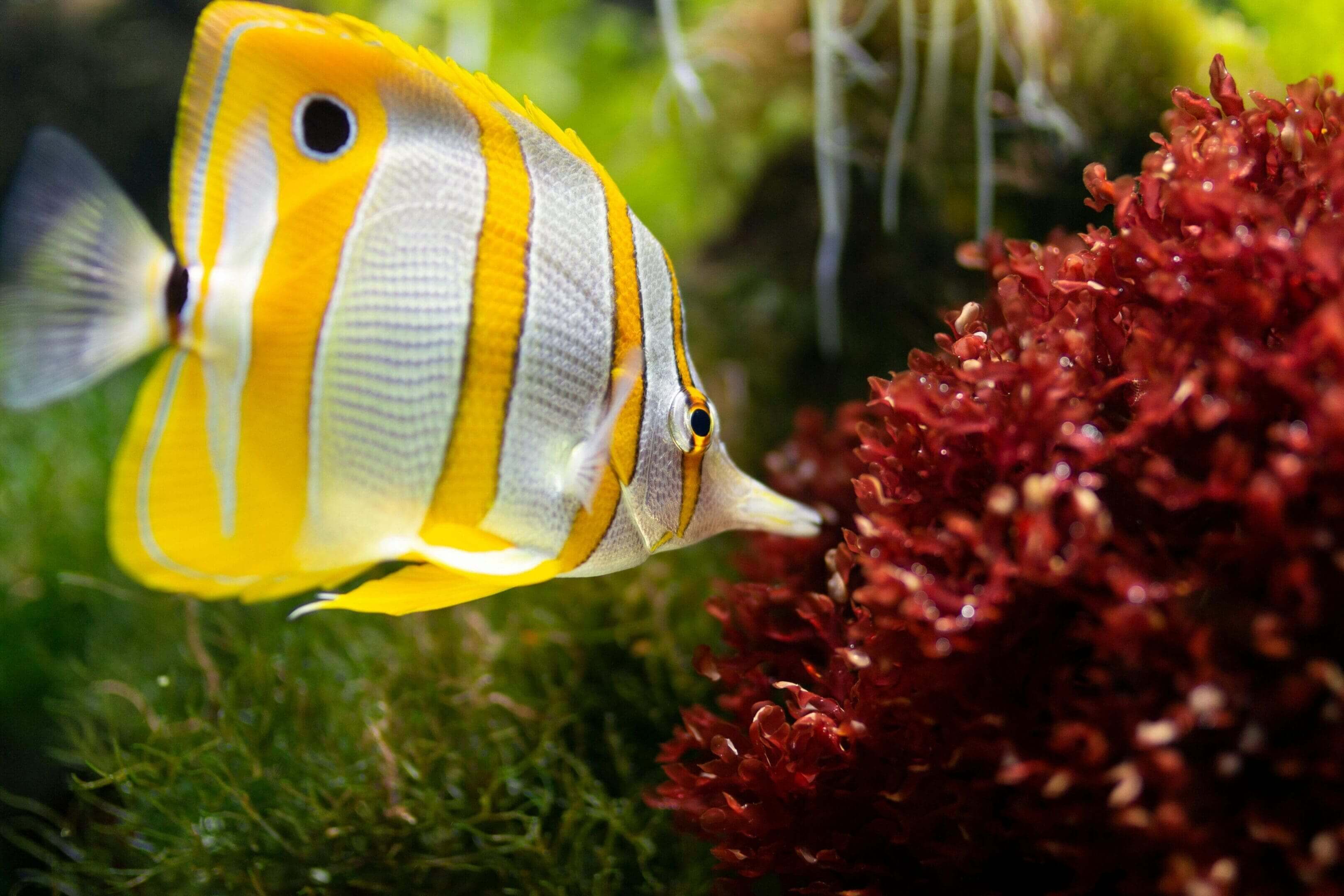 Yellow butterflyfish near red algae.