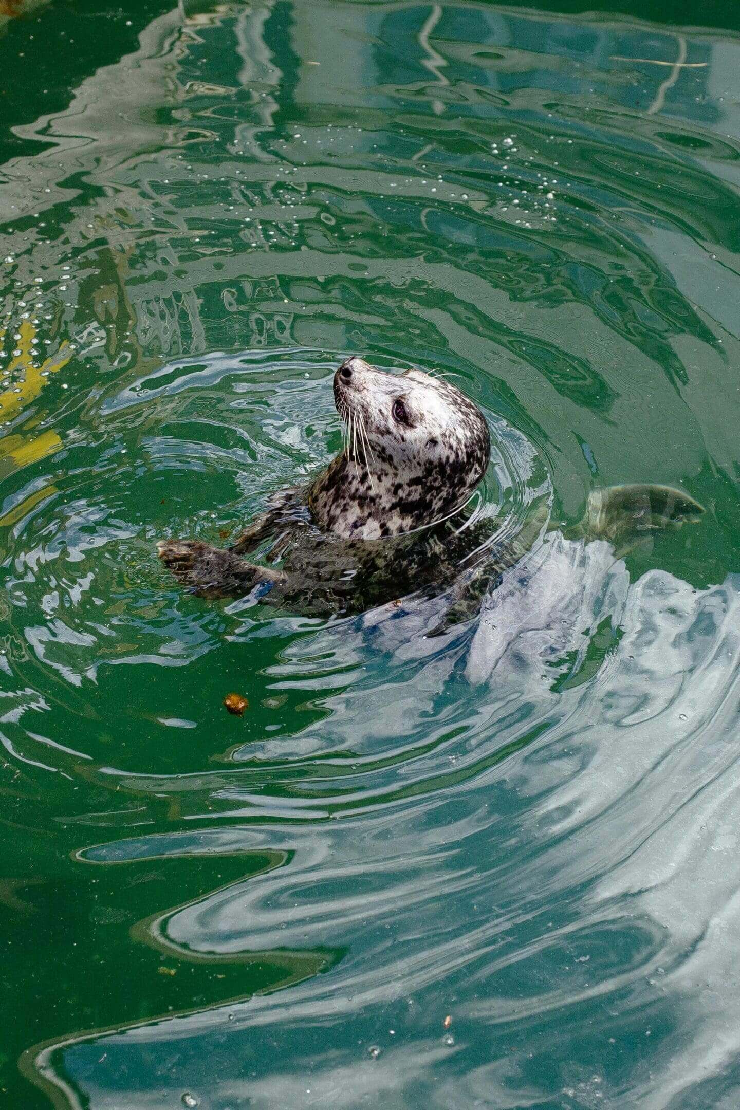 A sea otter swimming in the water with fish.