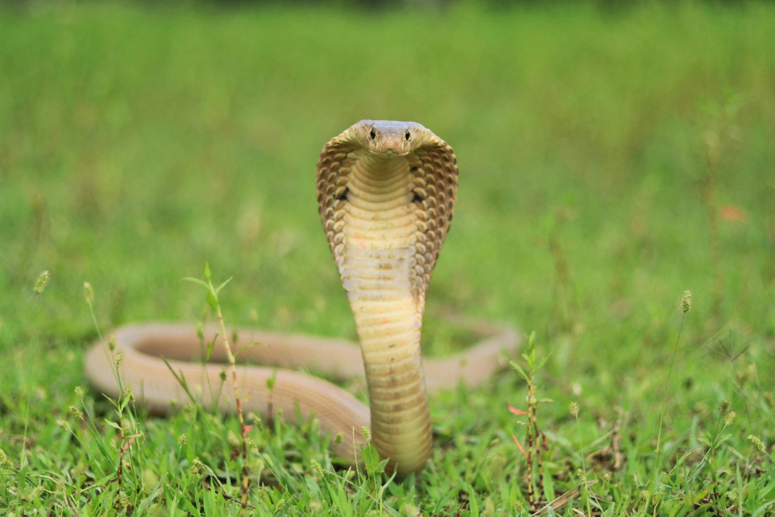 A close up of a snake in the grass