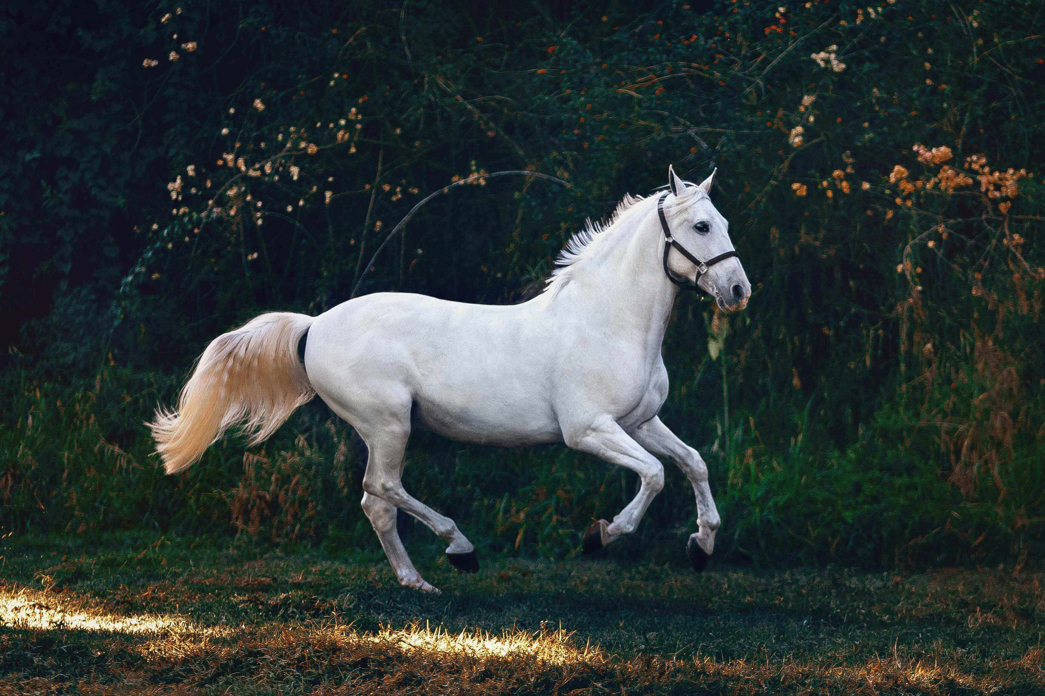 A white horse running in the grass near trees.