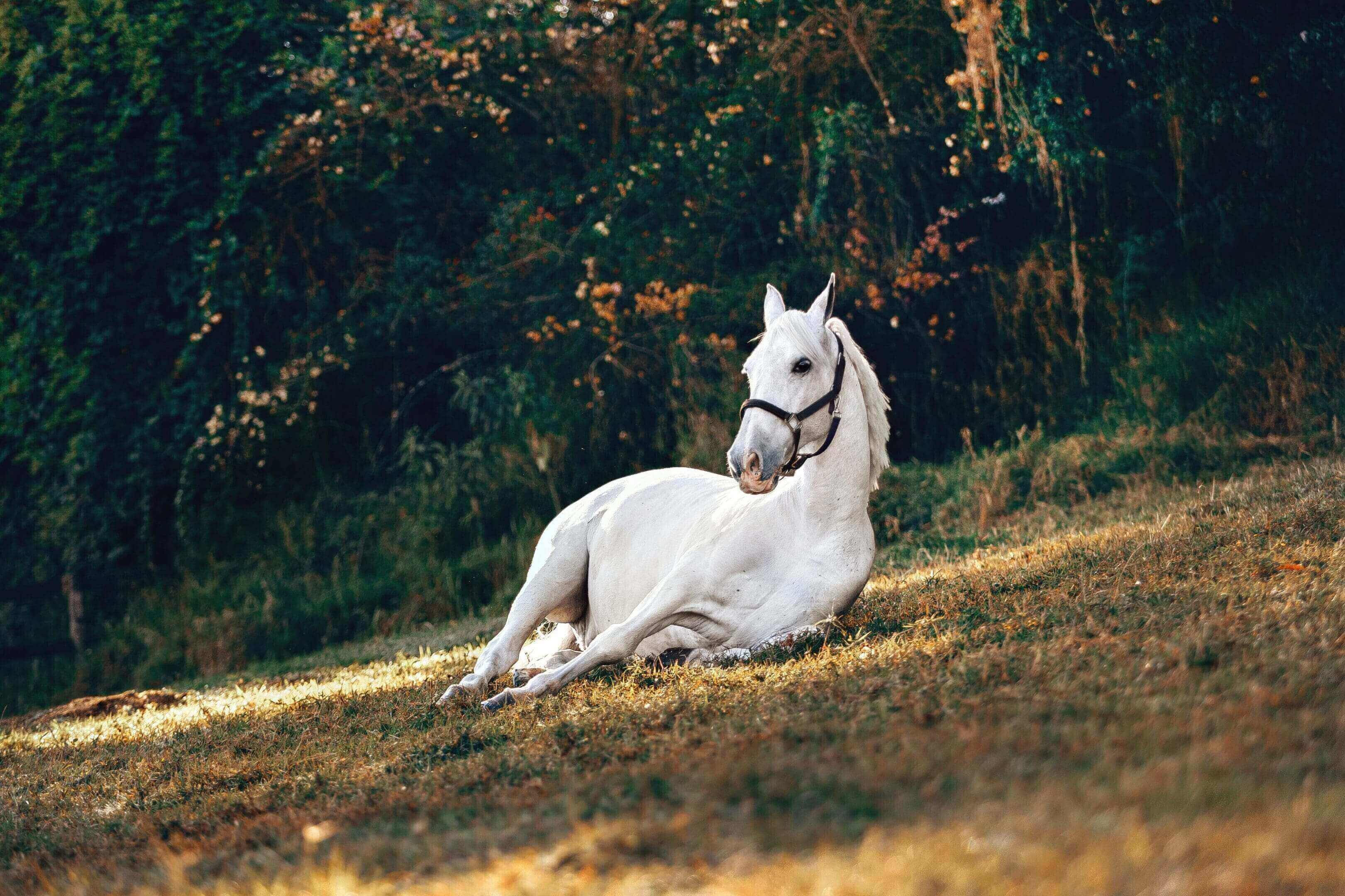 A white horse laying in the grass near trees.