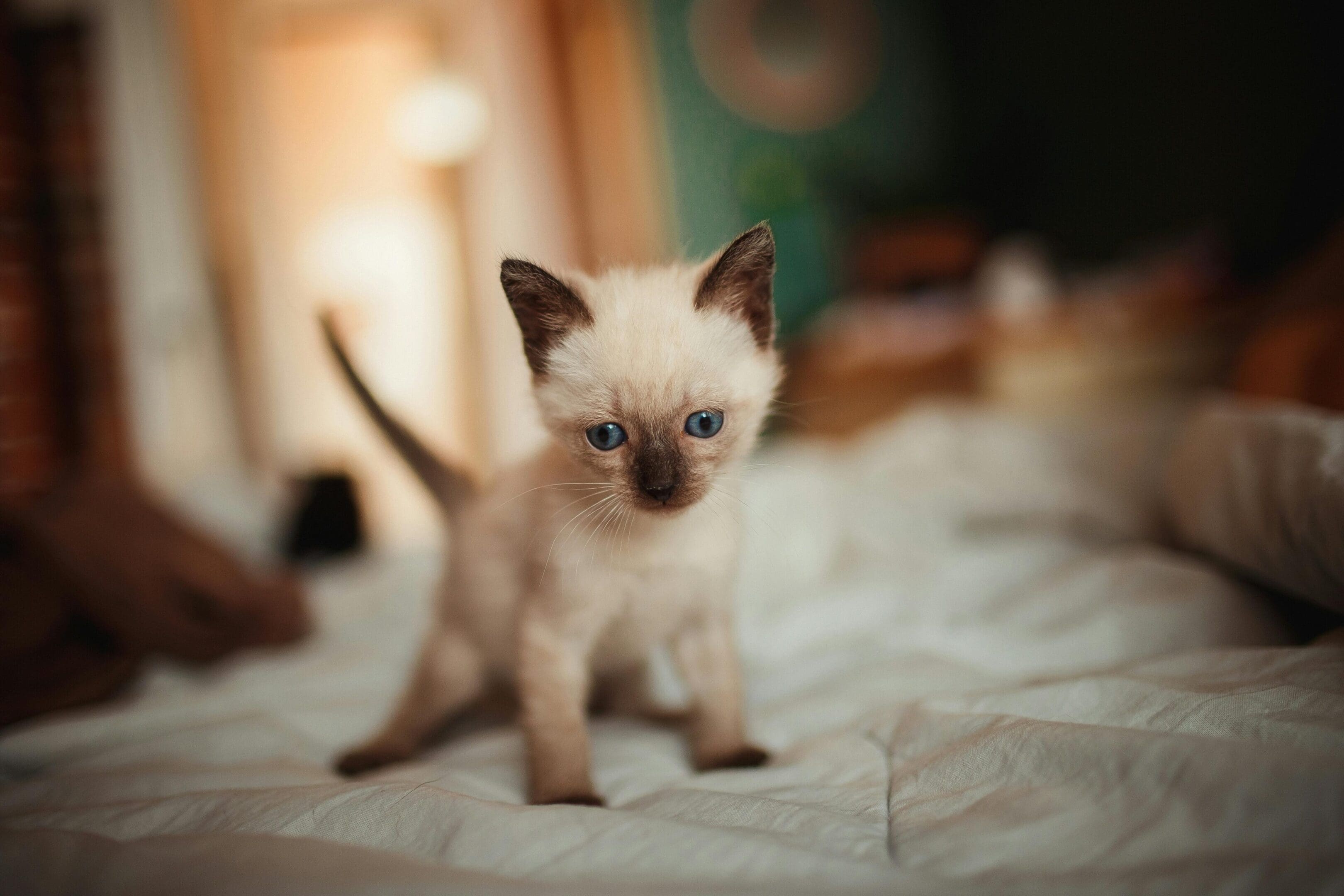 A siamese kitten is standing on the bed.