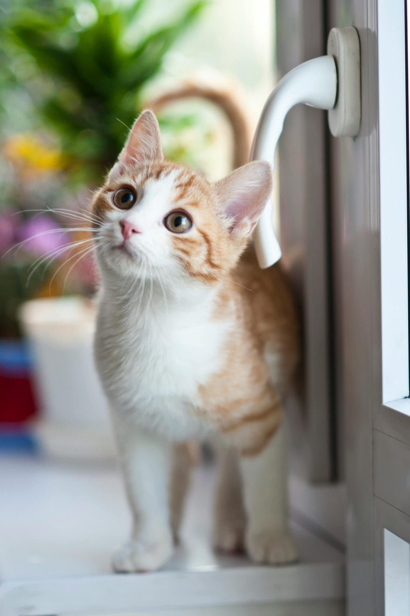 A cat standing on the ledge of a window sill.