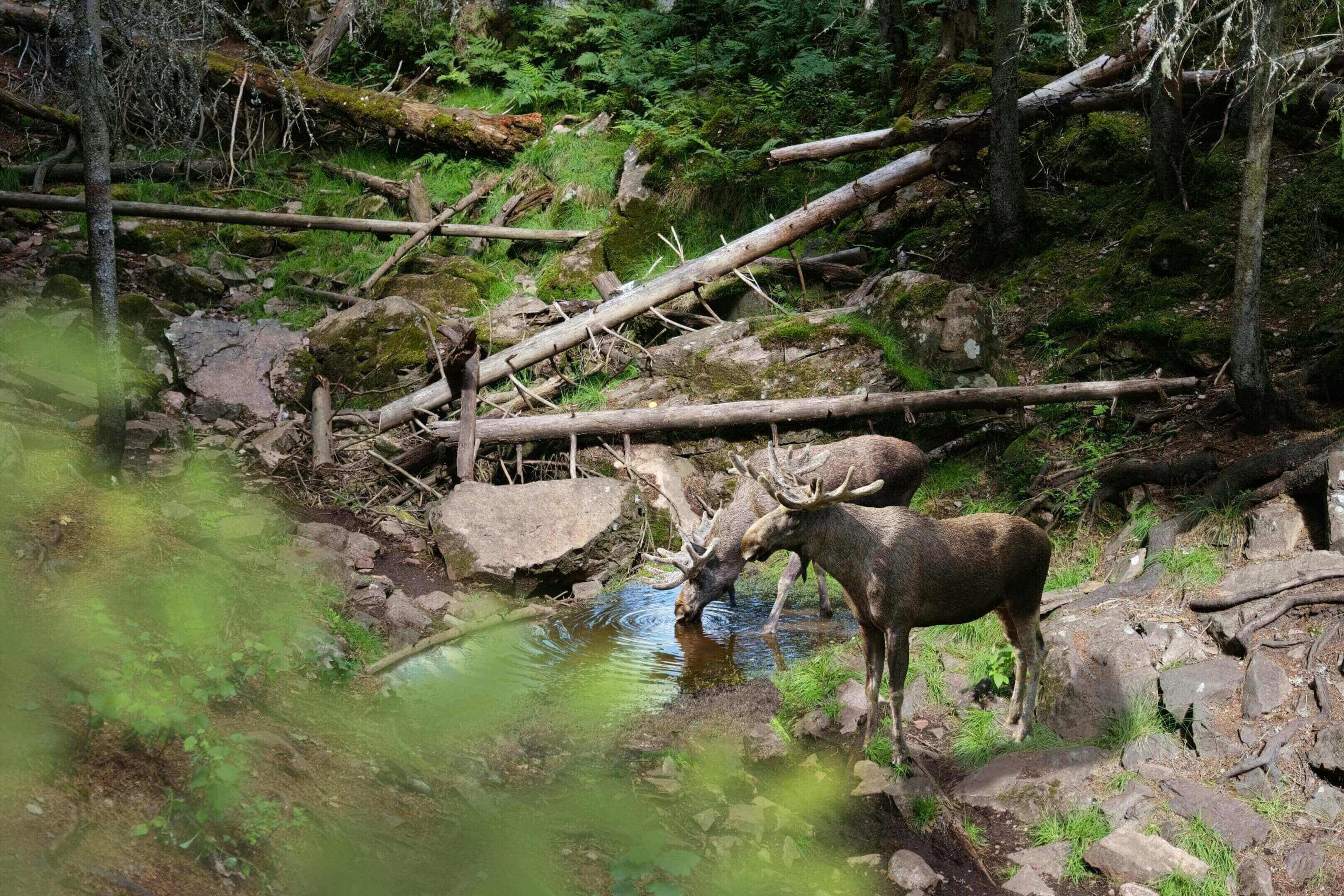 A deer standing in the middle of a forest.