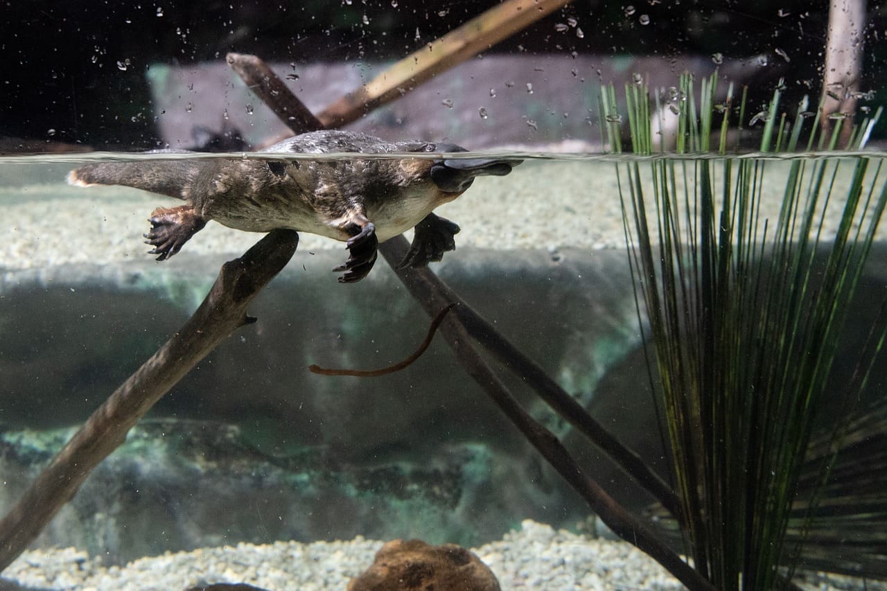 Platypus swimming underwater in aquarium.