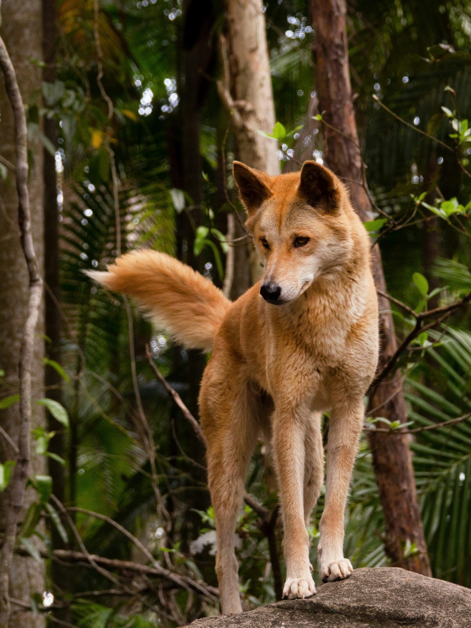 A dog standing in the middle of a forest.