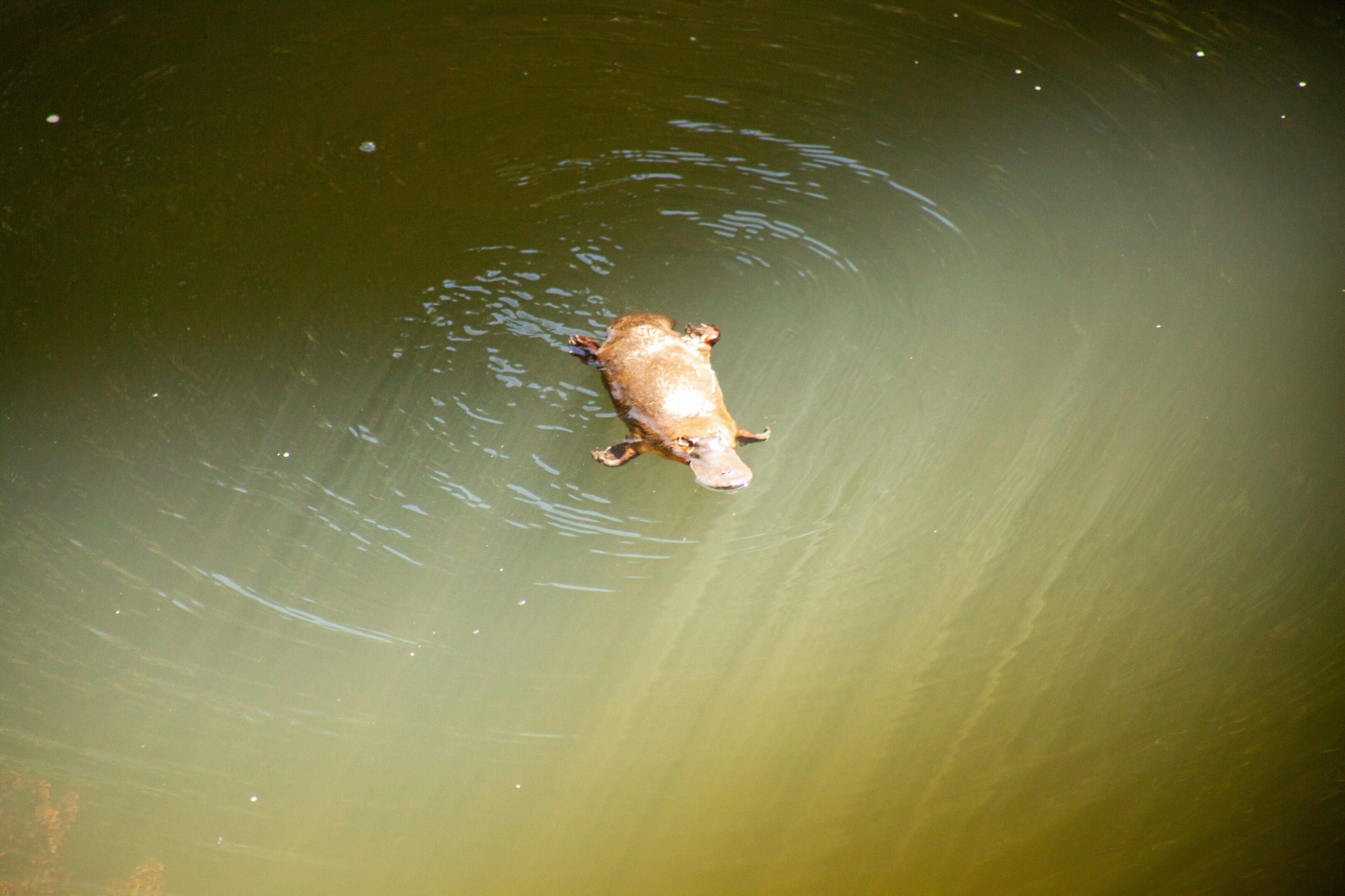 Platypus swimming in murky water.
