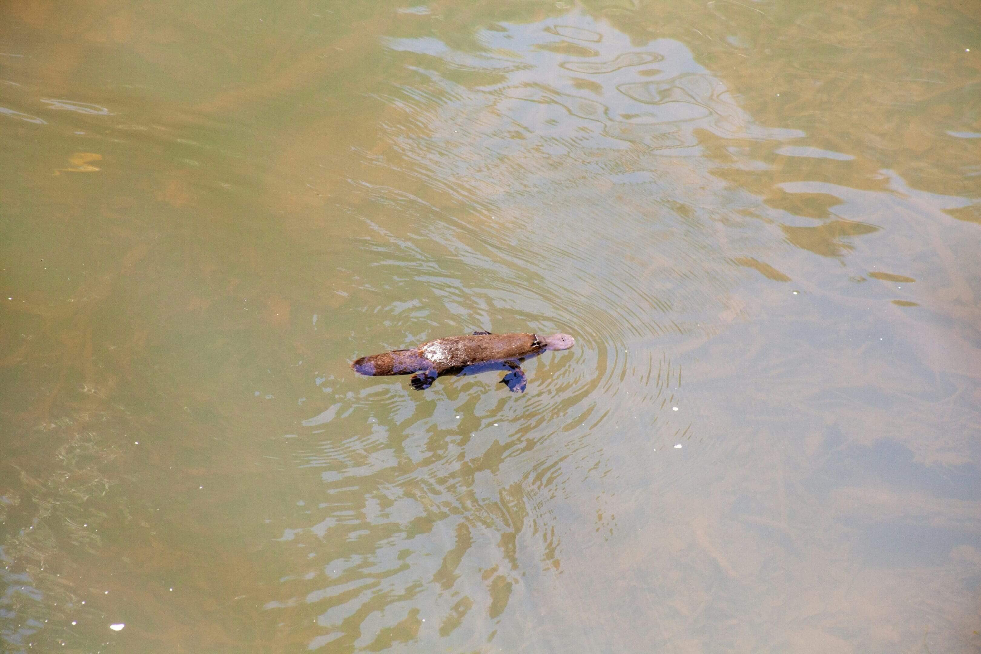 Platypus swimming in murky water.