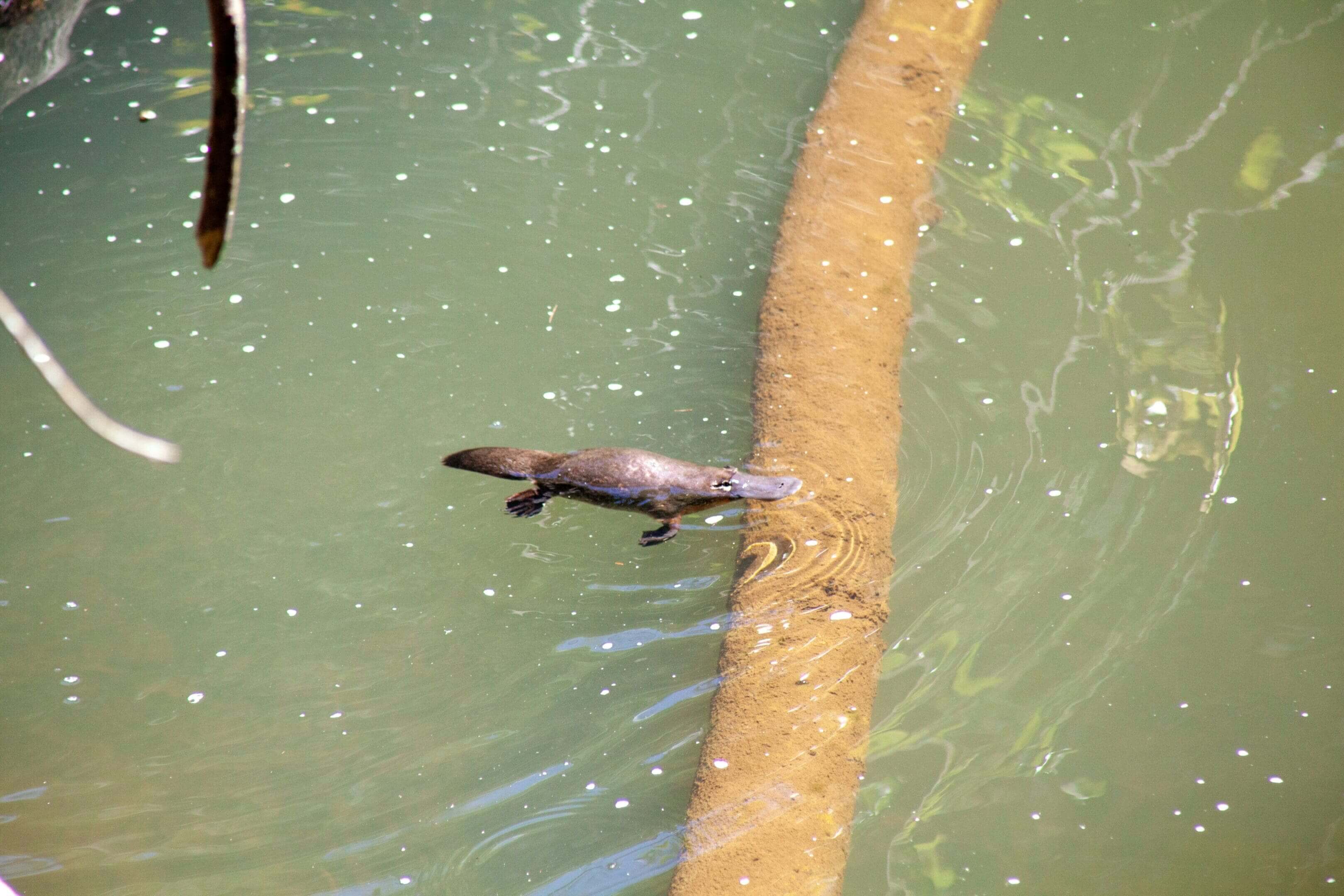 Platypus swimming near log in water.