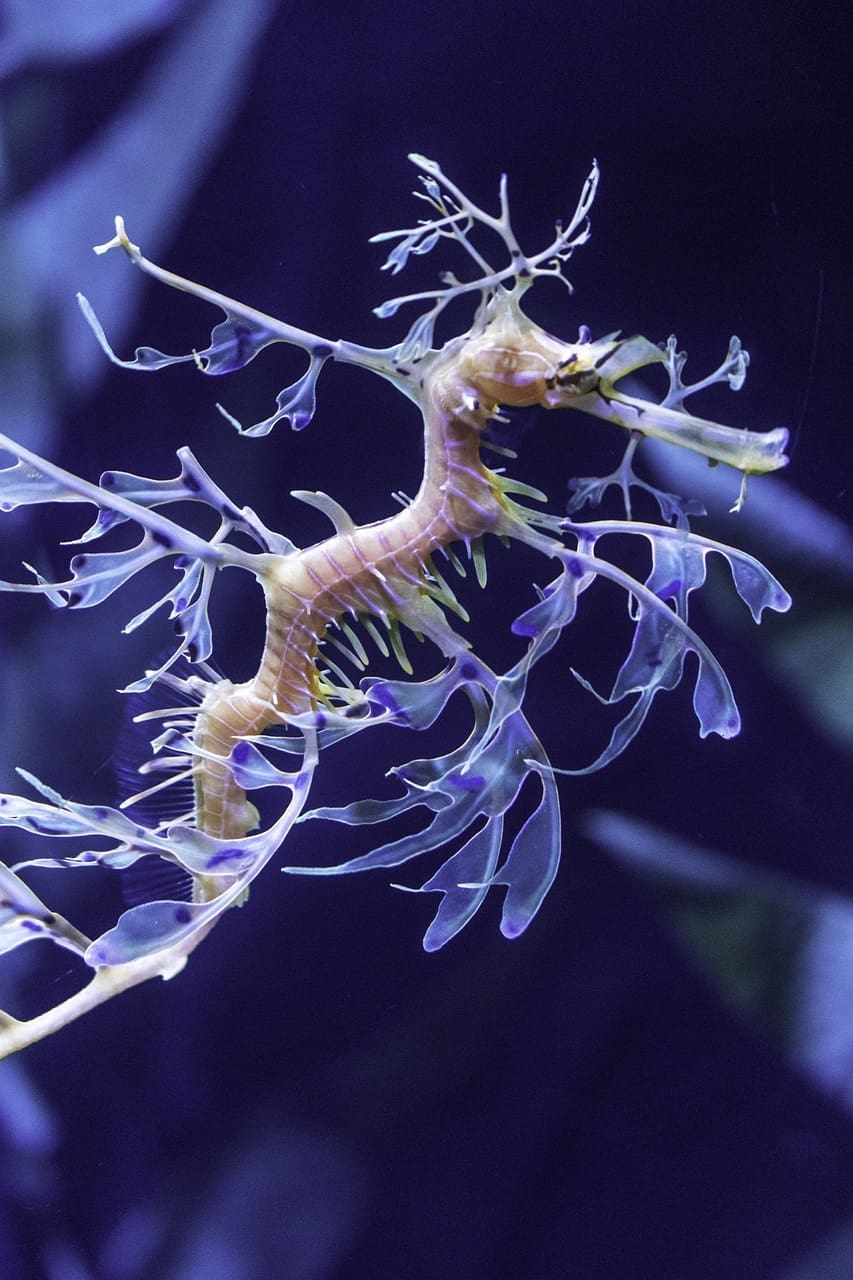 A close up of the underside of an animal