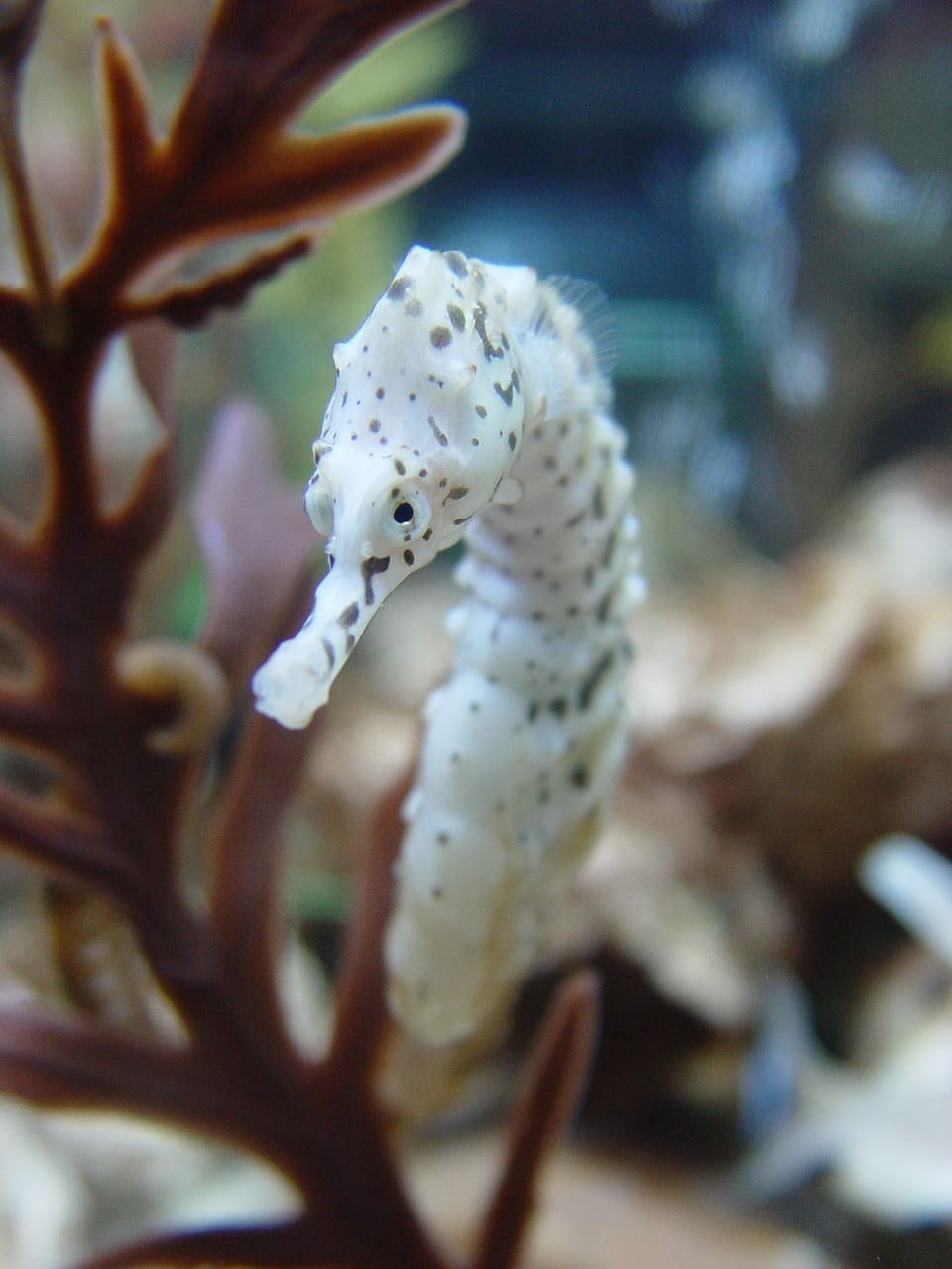 A close up of the underside of an animal