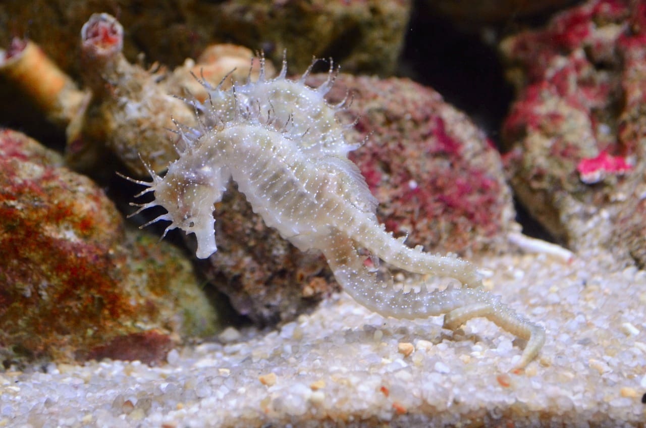A white sea horse is swimming in the water.