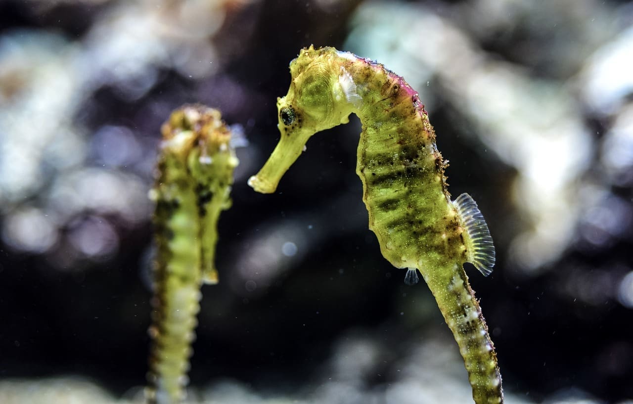 Two green sea horses are swimming in the water.
