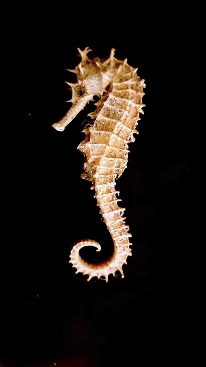 A close up of the back end of an animal