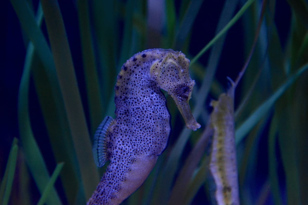 A blue sea horse is in the water.