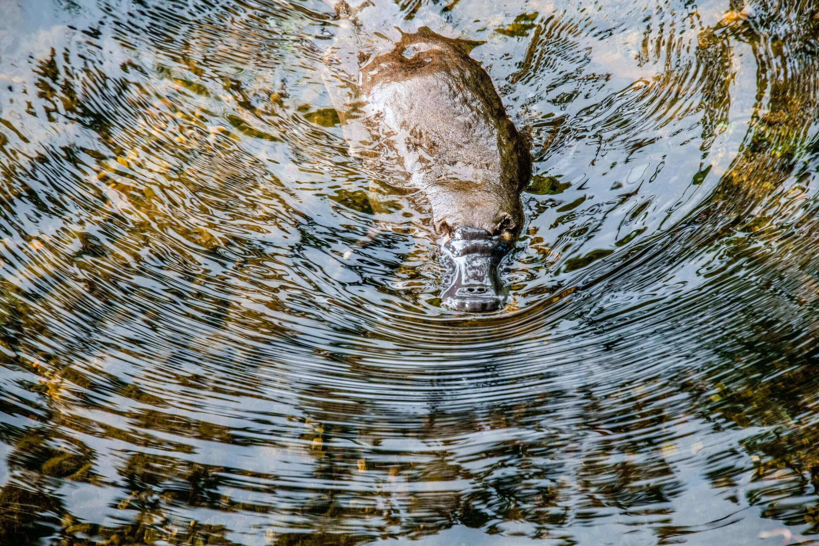 Platypus swimming in clear water.