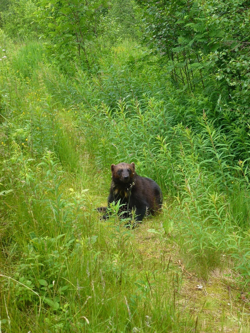 Wolverine sitting in grassy meadow.