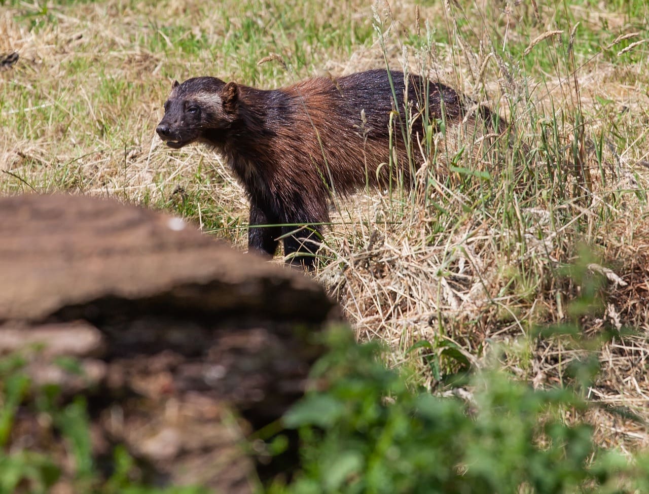 Wolverine in grassy field.