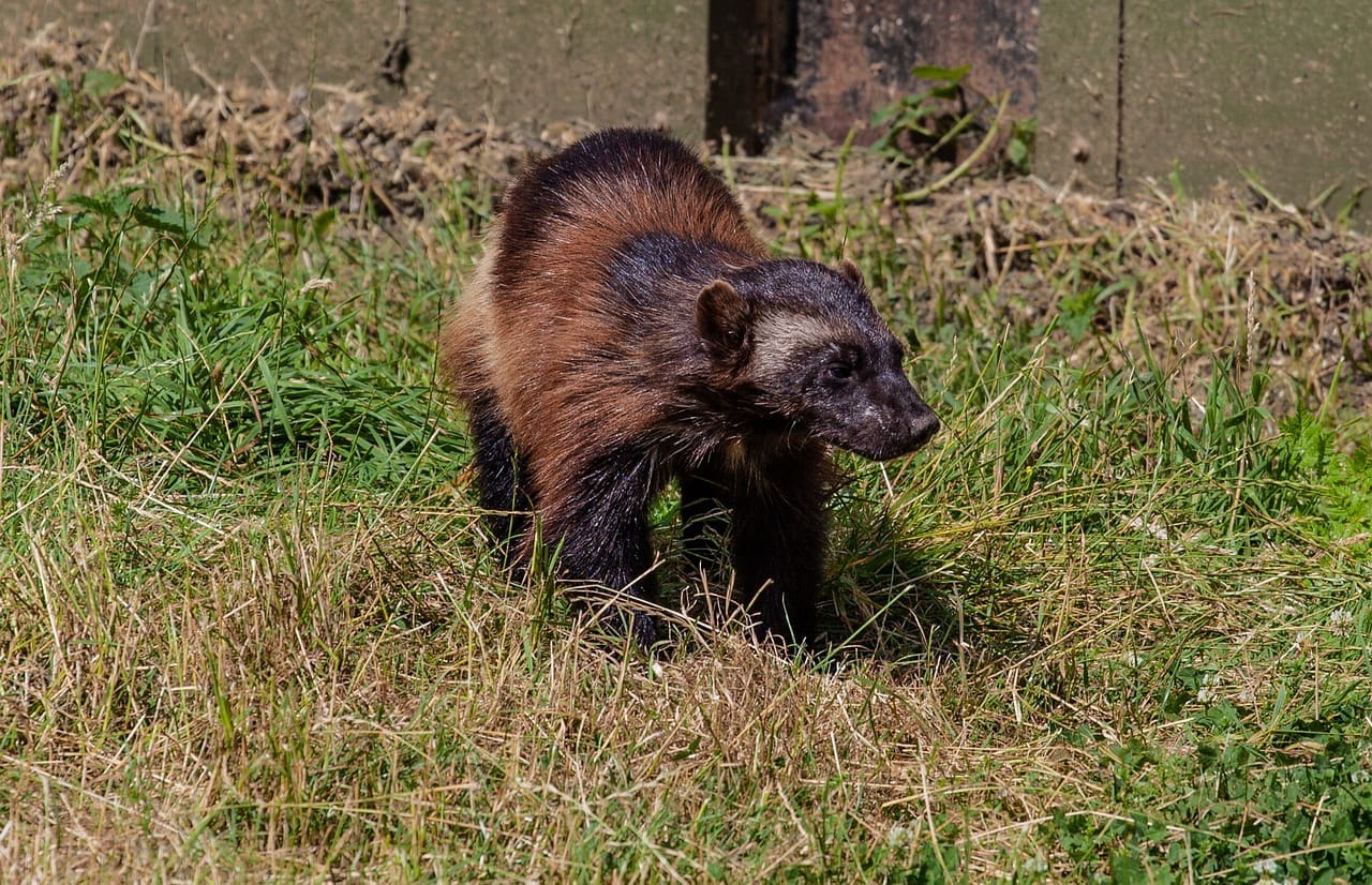 Wolverine in grassy field.