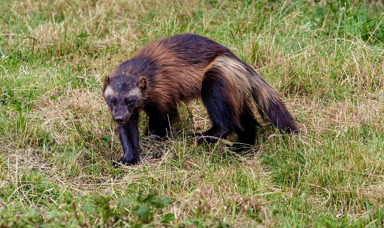 Wolverine walking in grassy field.