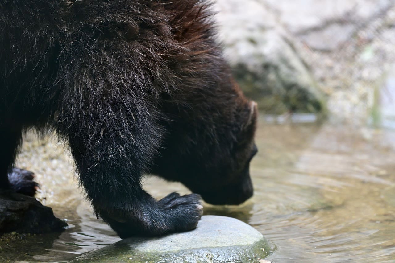 Wolverine drinking from water by rock.