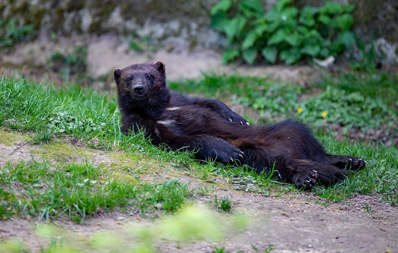Wolverine relaxing in the grass.
