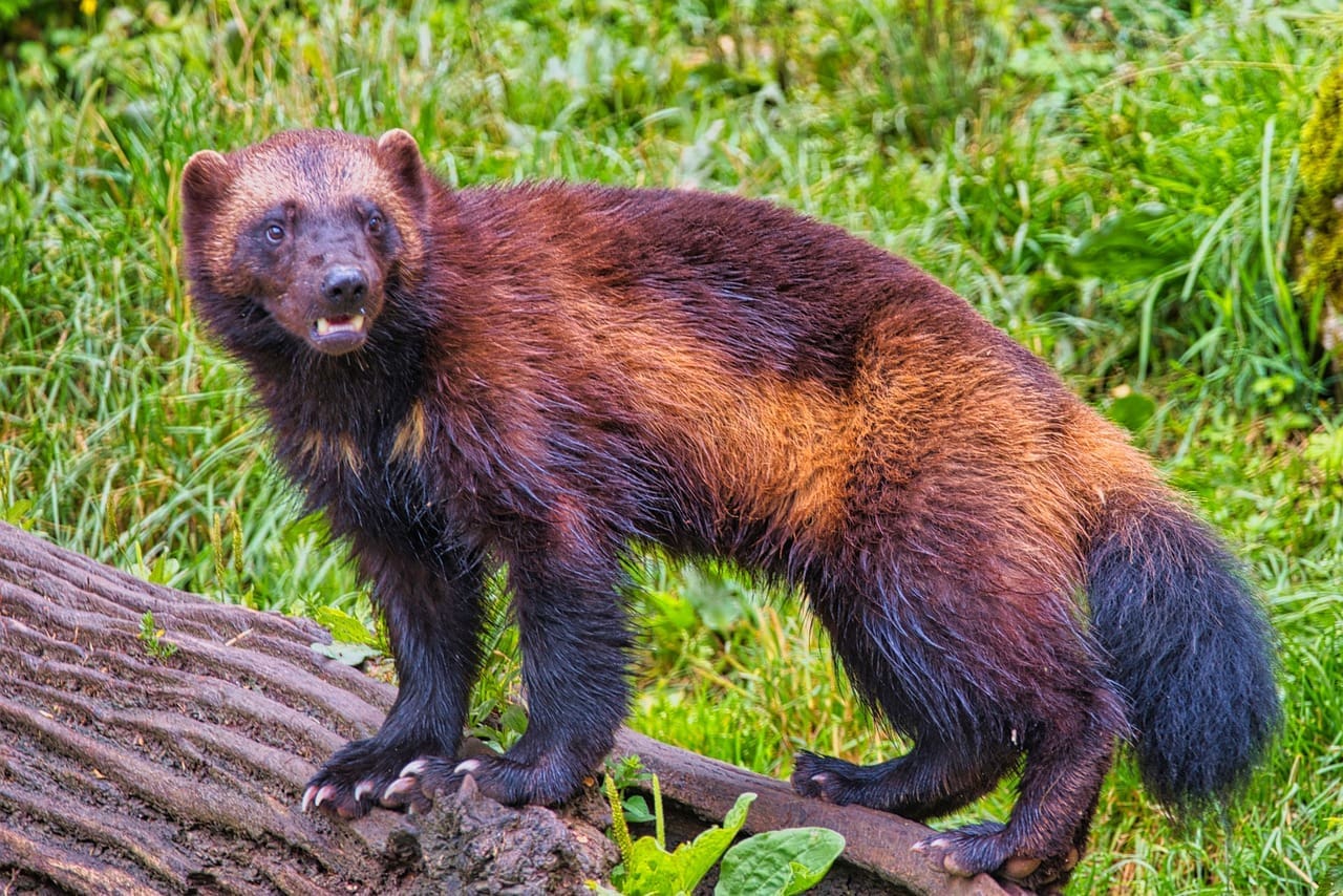 Wolverine standing on a log.