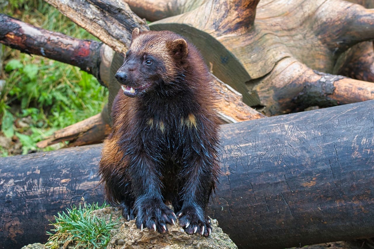 Wolverine sitting on rock near logs.