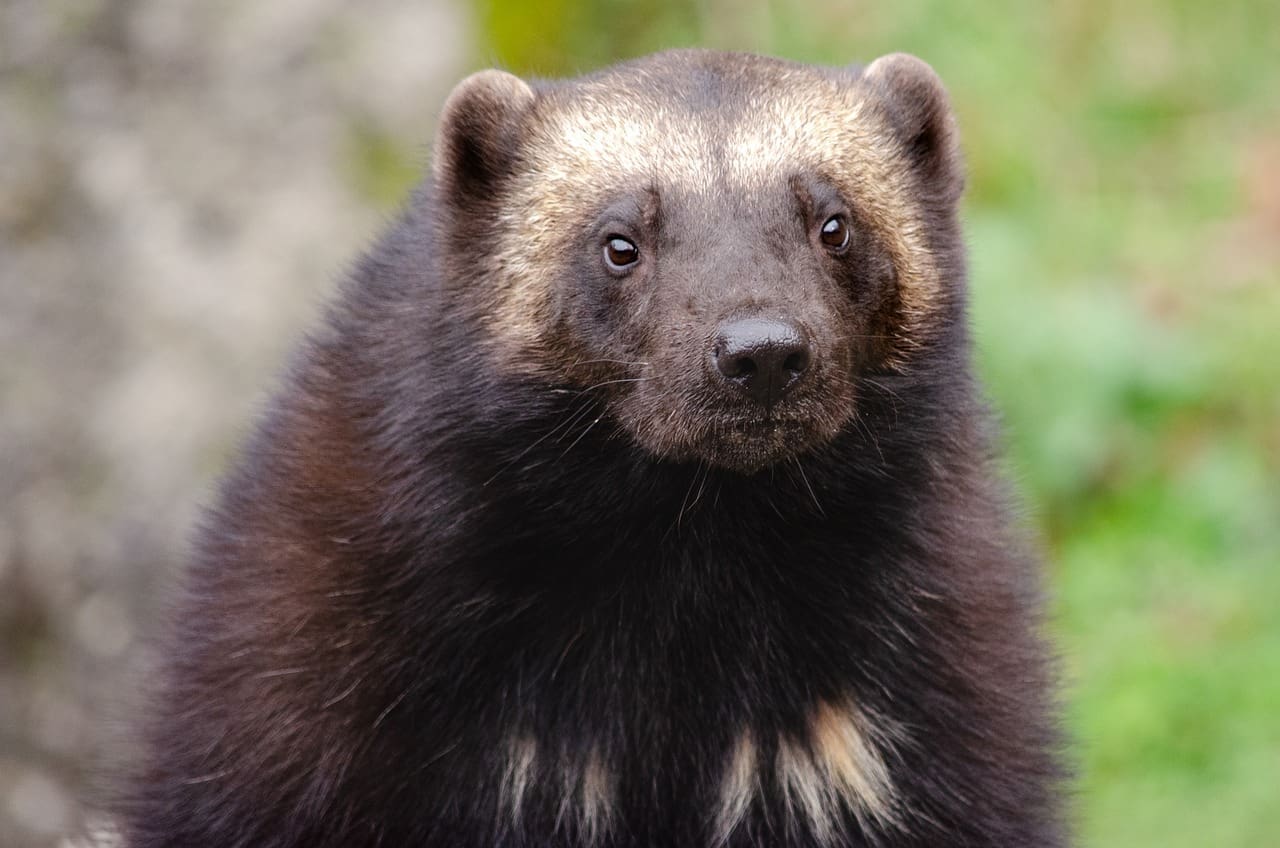 Close-up of a Wolverine's face.
