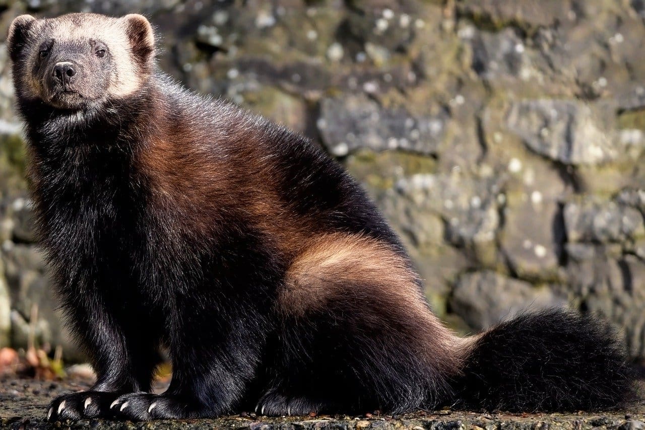 Wolverine sitting, looking at camera.