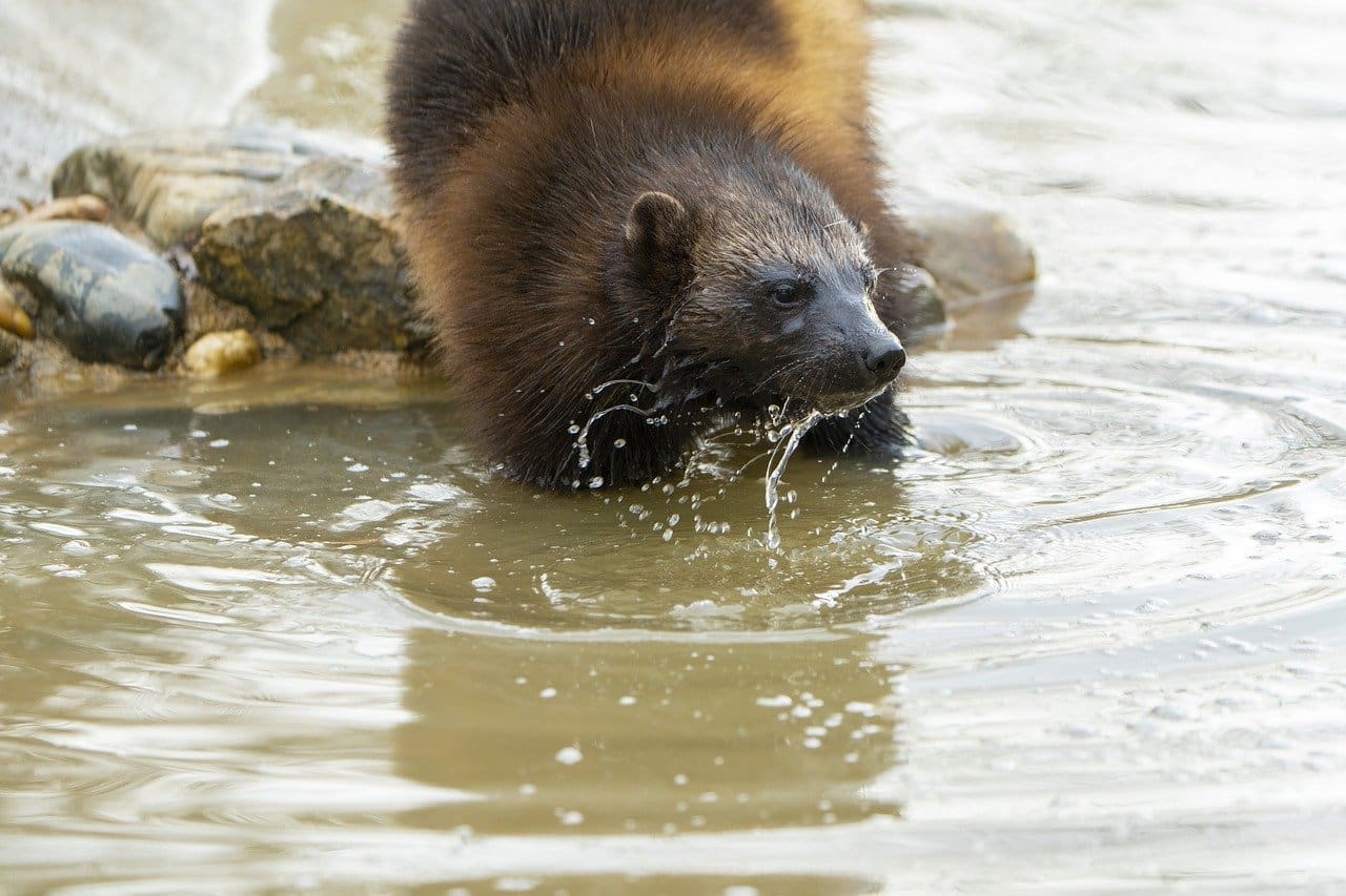 Wolverine splashing in water.