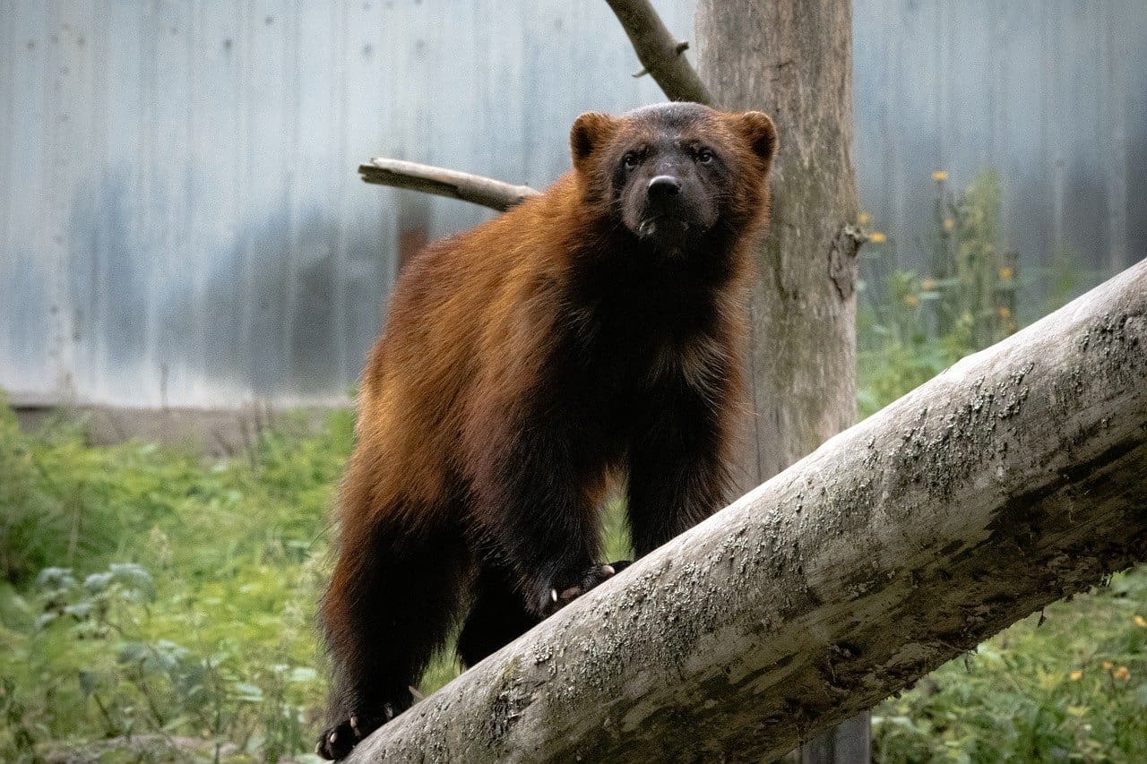 Wolverine on a log, looking alert.