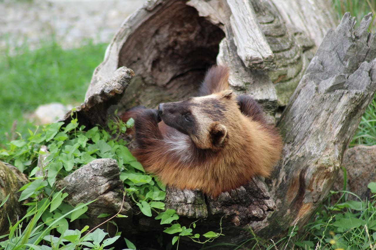 Wolverine relaxing in a log.