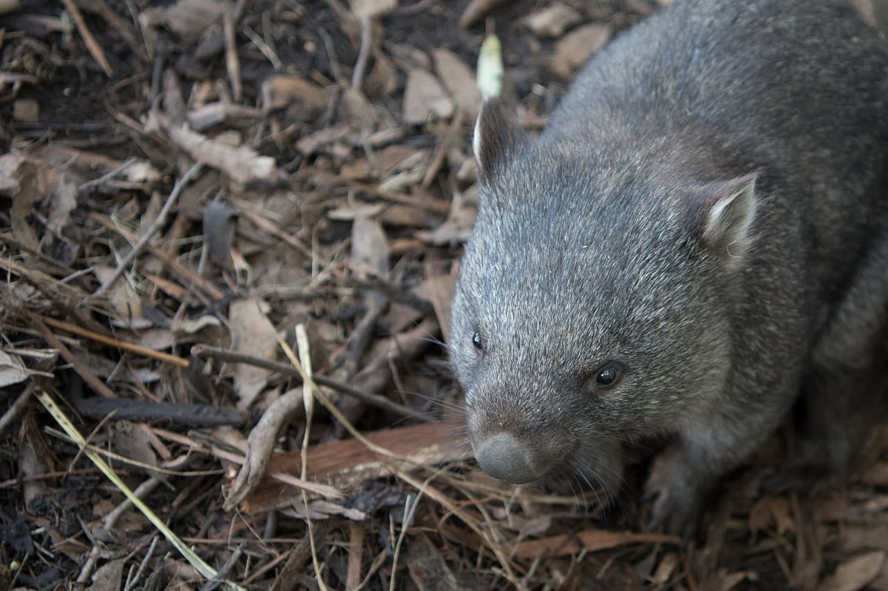 A wombat is standing in the dirt.