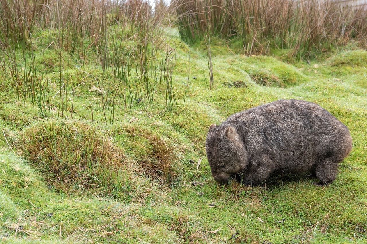 A wombat is walking through the grass.