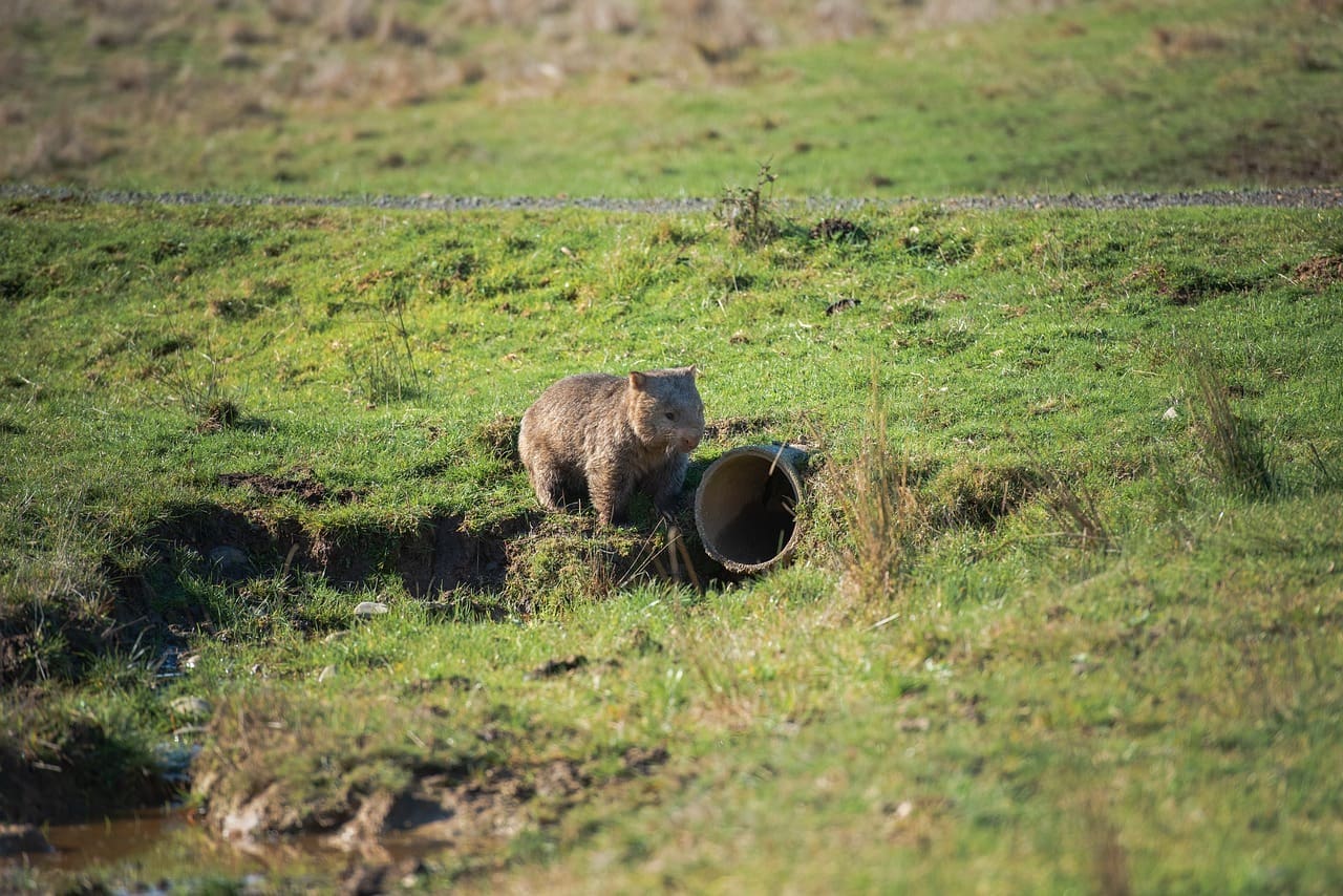 A bear cub is standing in the grass.