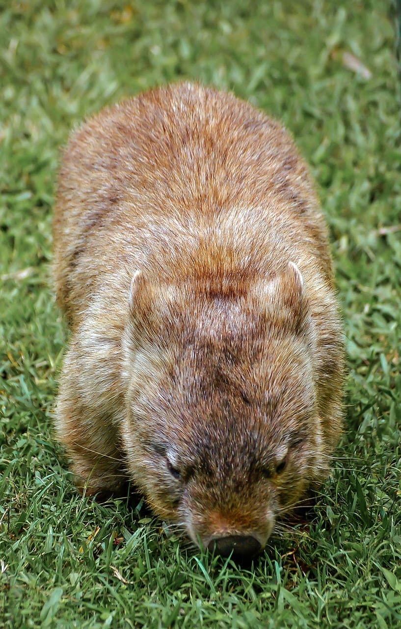 A brown and black animal on grass with its head down.