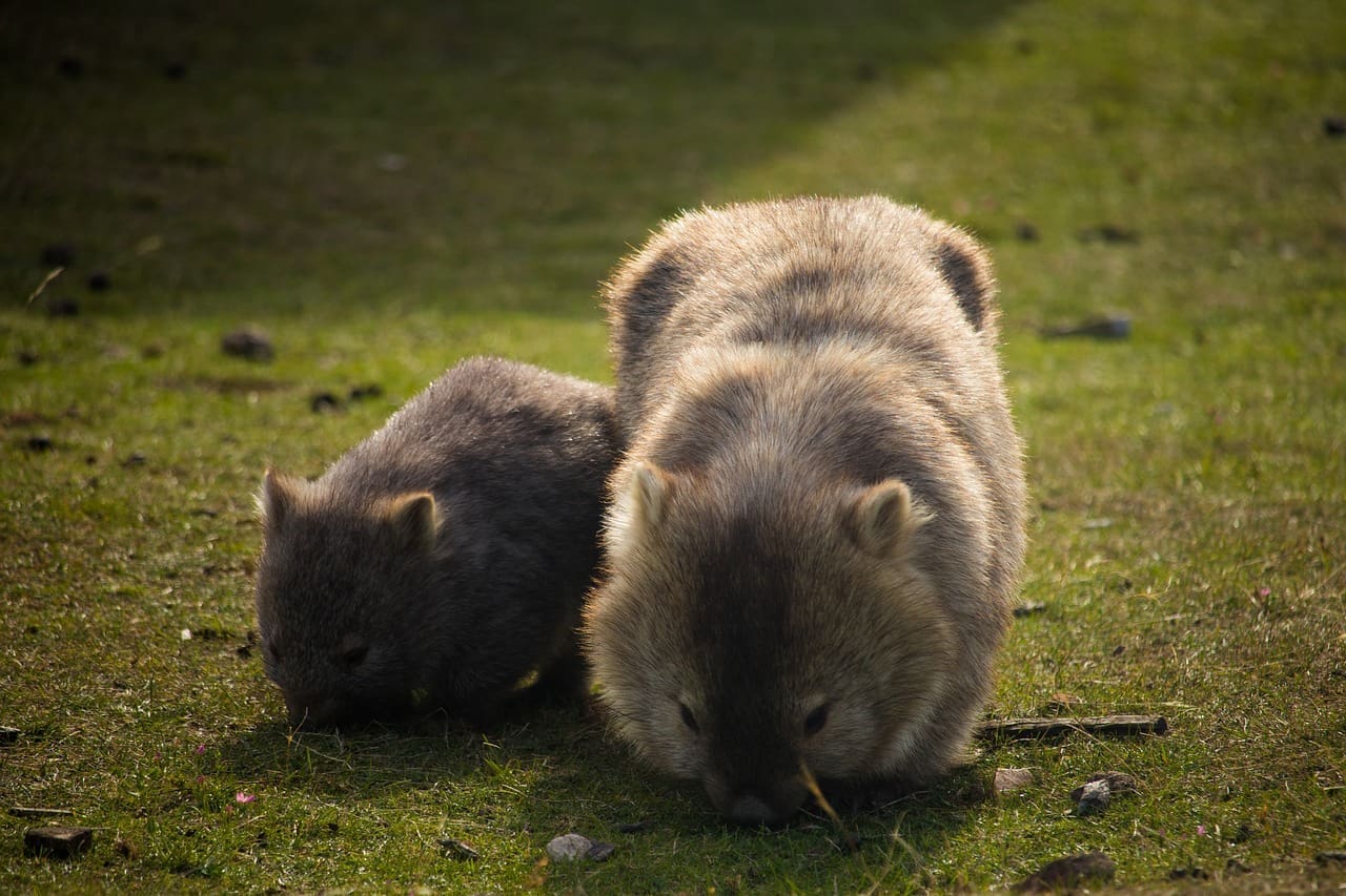A wombat and its baby are laying in the grass.