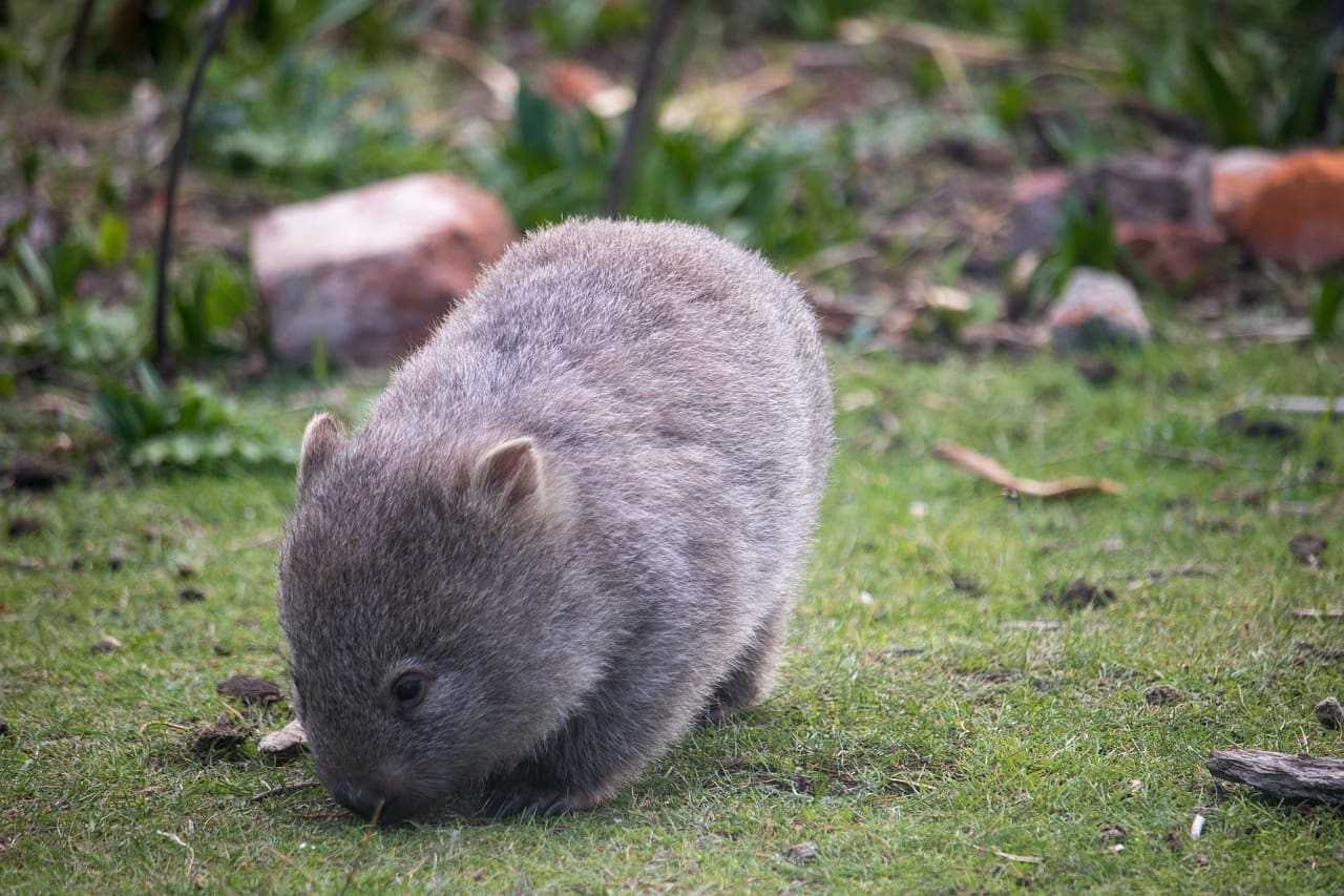 A wombat is standing in the grass.